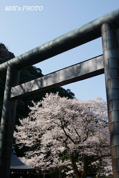 ukaizakura00367.jpg