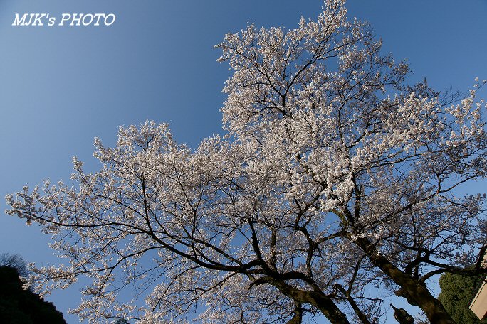 ukaizakura00369.jpg