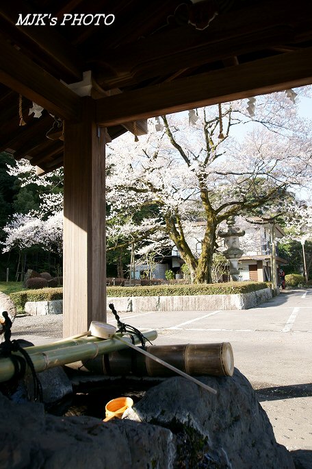 ukaizakura00370.jpg