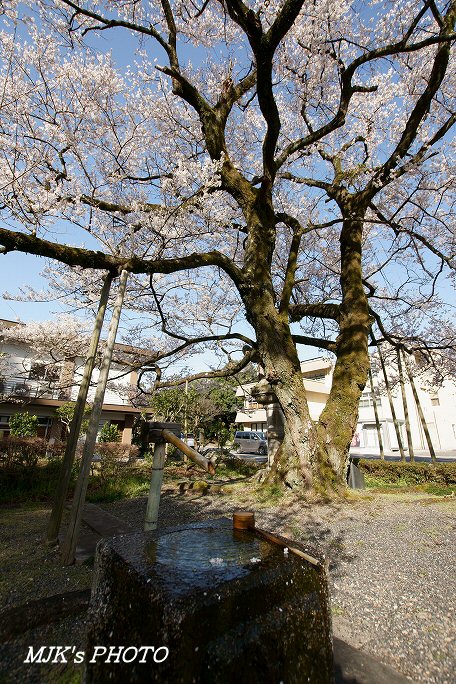 ukaizakura00371.jpg
