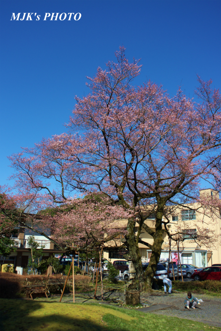 ukaizakura1262.jpg