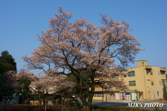 ukaizakura1267.jpg