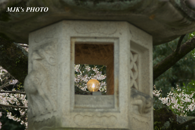 ukaizakura2128.jpg