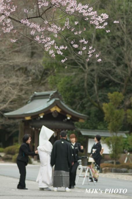 ukaizakura2131.jpg