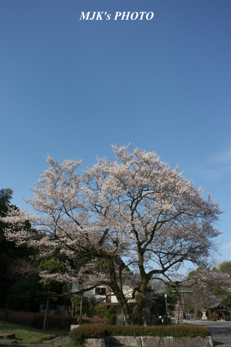 ukaizakura3001.jpg