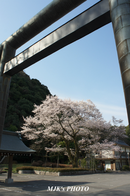 ukaizakura3006.jpg