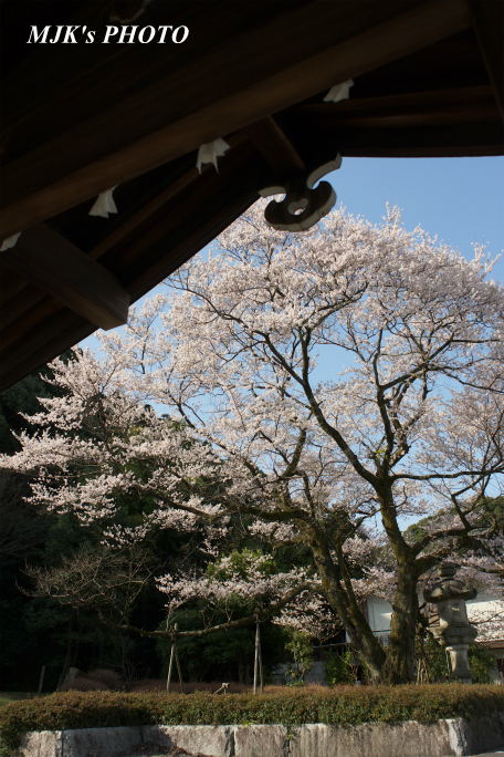 ukaizakura3007.jpg