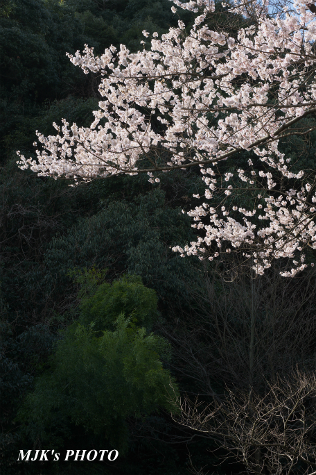 ukaizakura3008.jpg