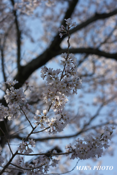 ukaizakura3009.jpg