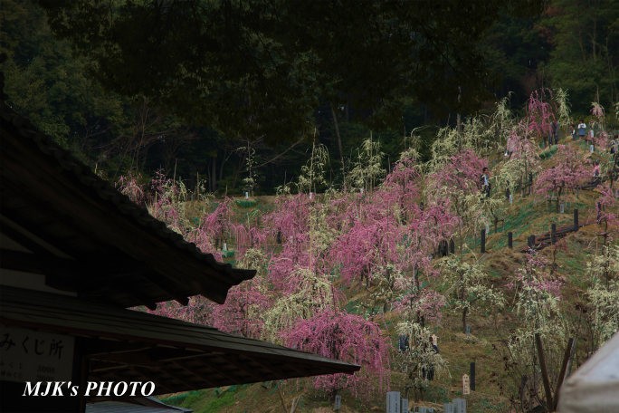 ume1254.jpg