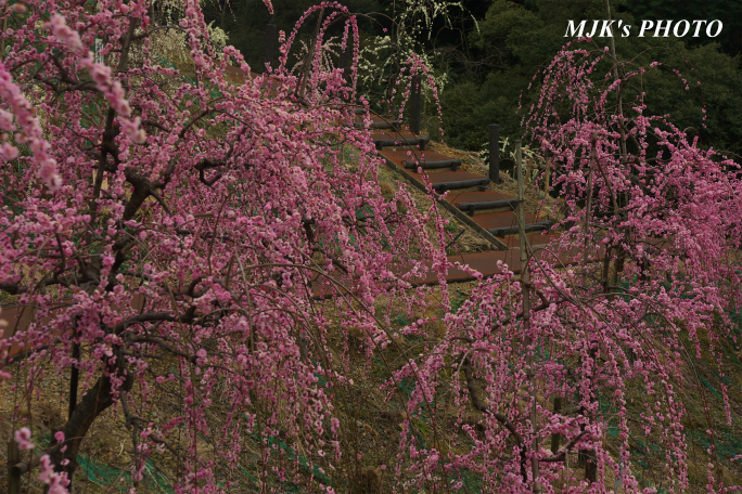 ume1255.jpg