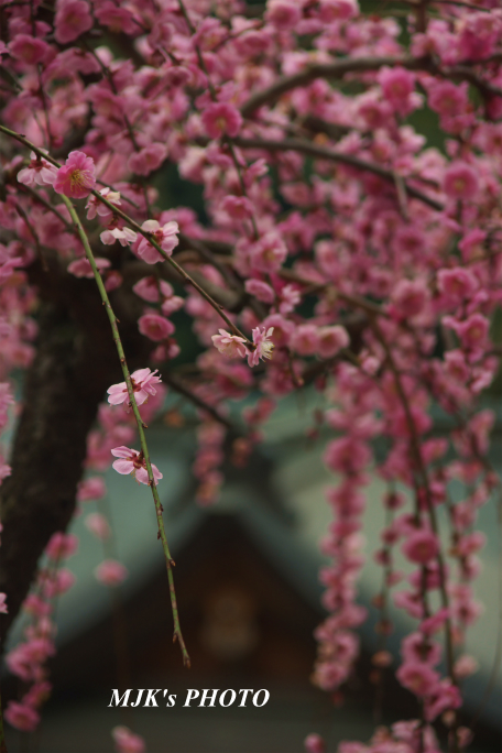 ume1256.jpg
