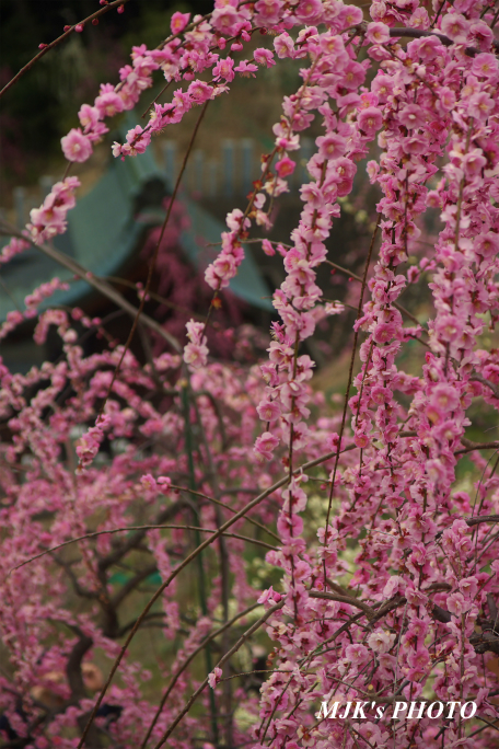 ume1257.jpg