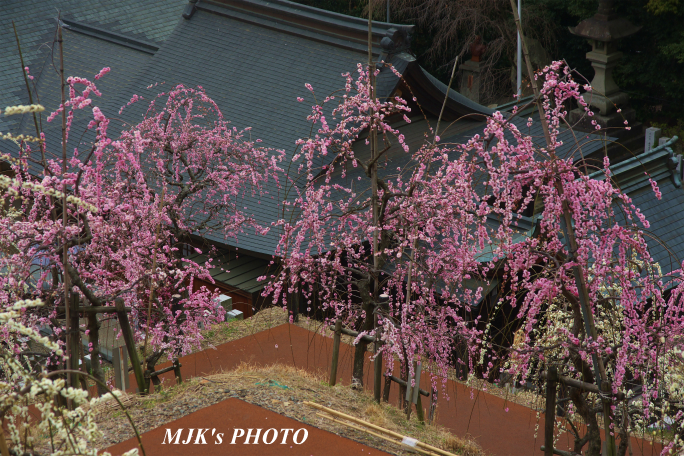 ume1258.jpg