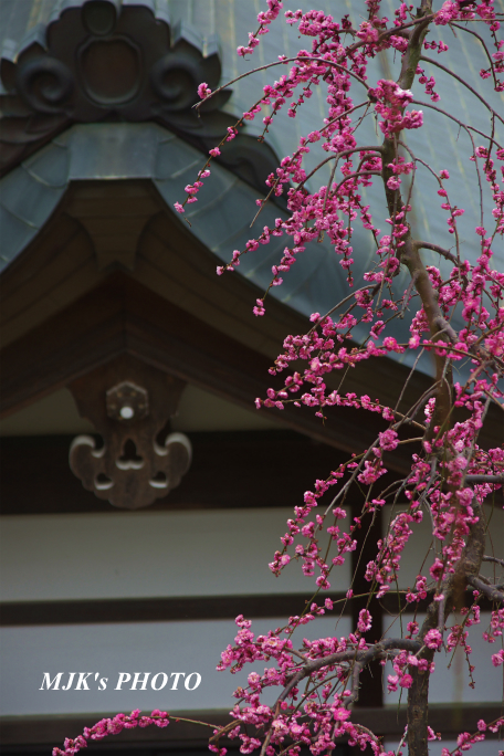 ume1259.jpg
