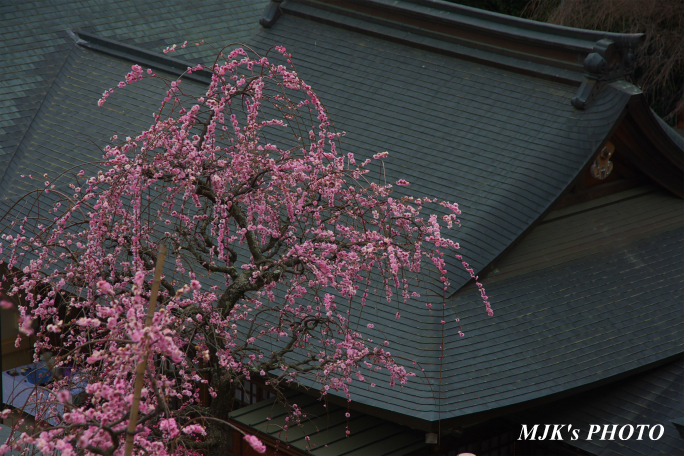 ume1260.jpg