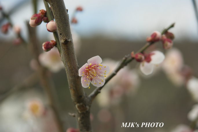 ume2071.jpg