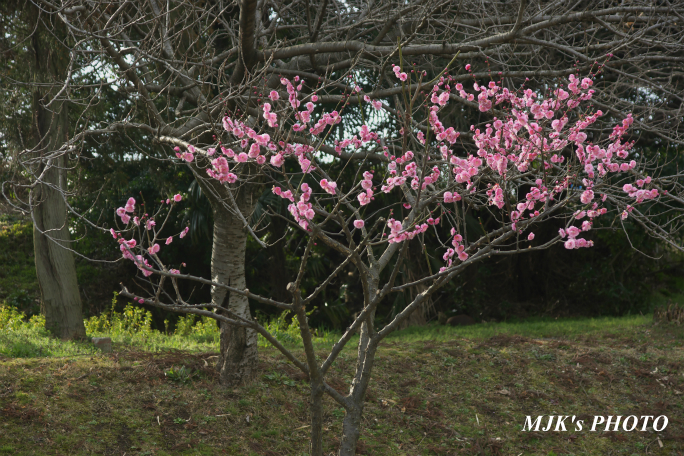 ume2073.jpg