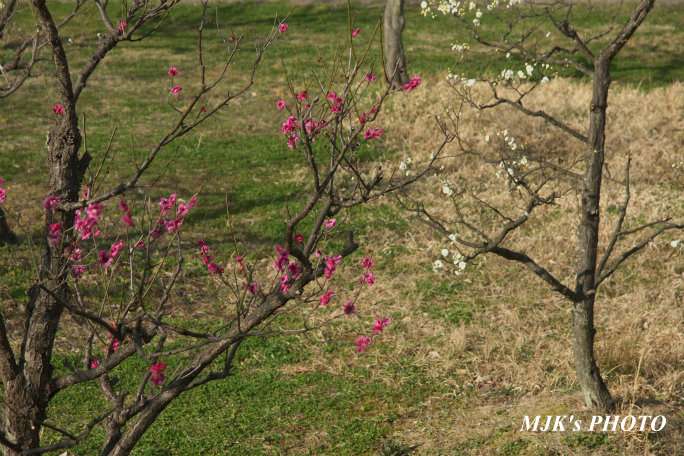 ume2079.jpg