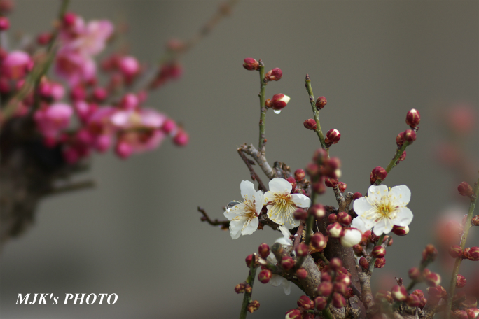 ume2945.jpg