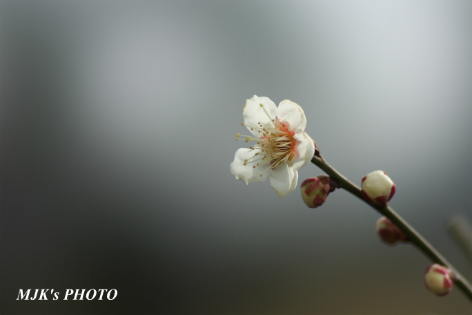 ume2946.jpg