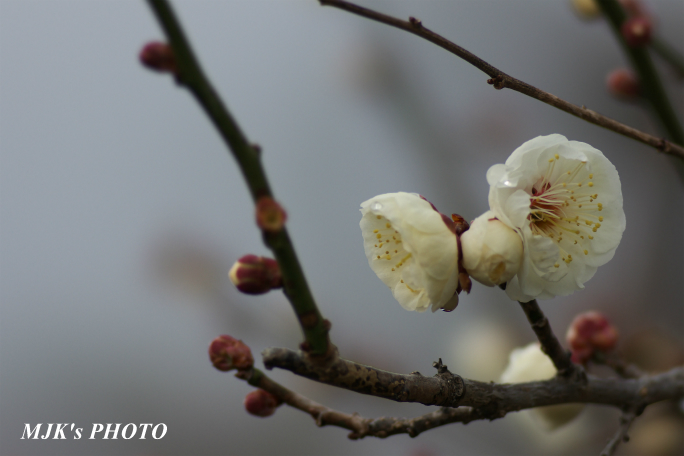 ume2947.jpg