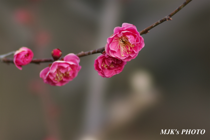 ume2948.jpg