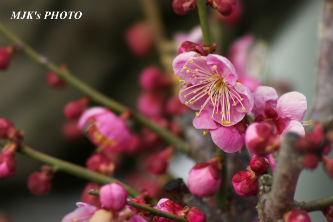 ume2949.jpg