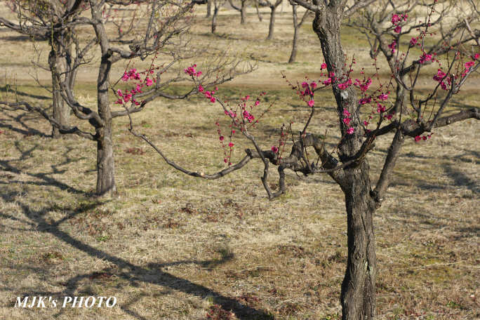 ume2953.jpg