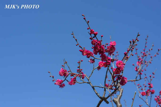 ume2954.jpg