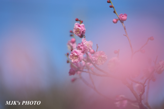 ume2955.jpg