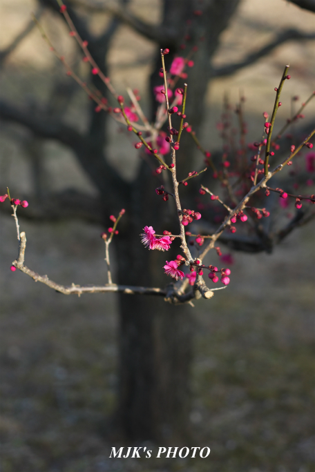 ume2956.jpg