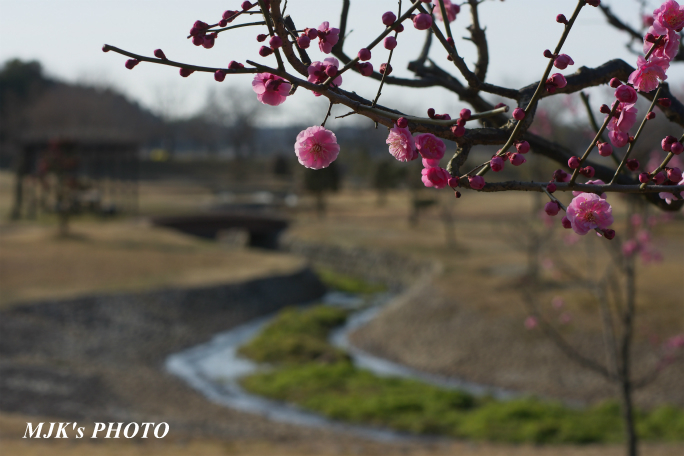 ume2957.jpg