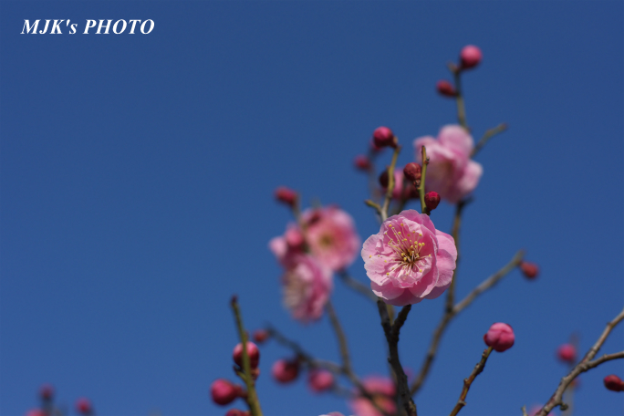 ume2958.jpg