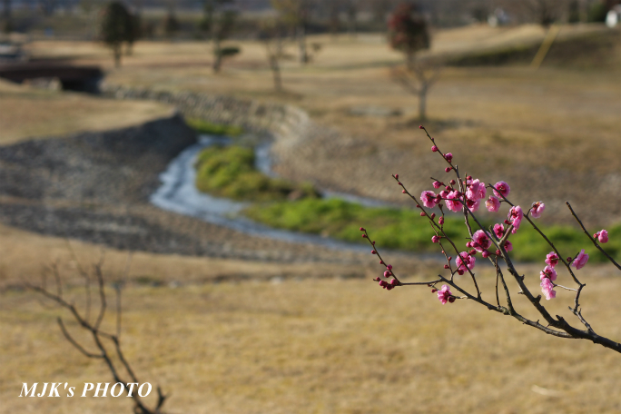 ume2959.jpg