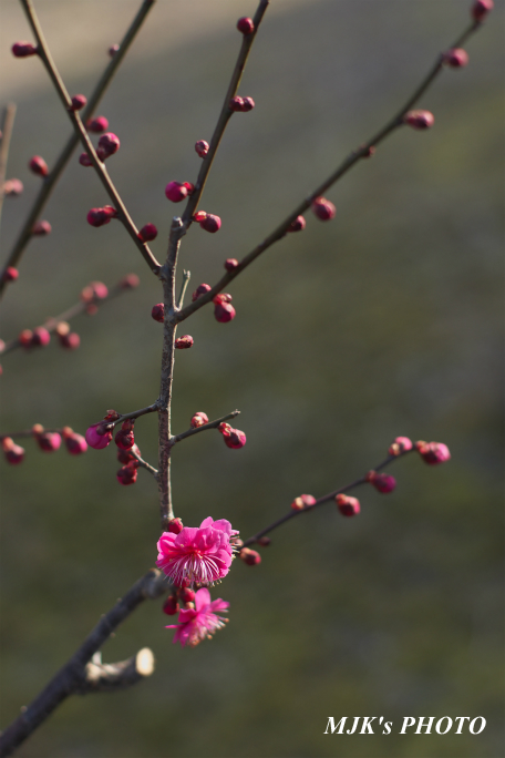 ume2960.jpg