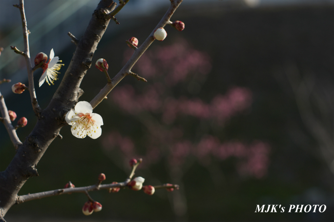 ume2961.jpg