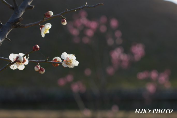 ume2962.jpg