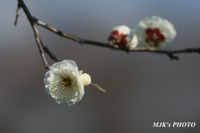 ume3917.jpg