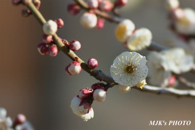 ume3918.jpg