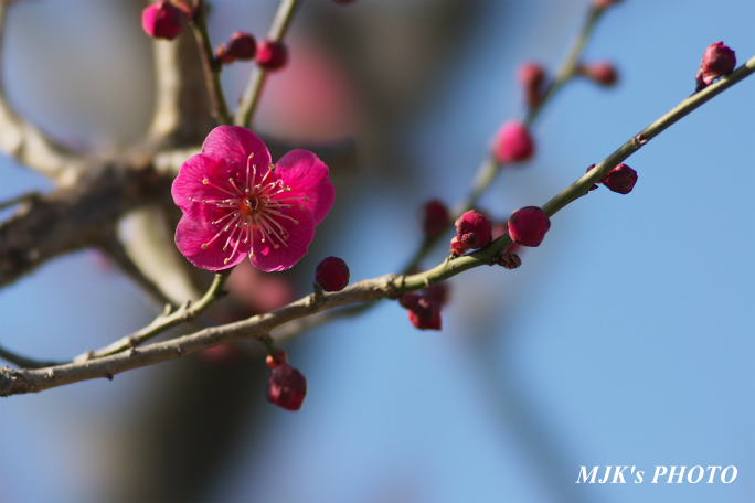 ume3919.jpg