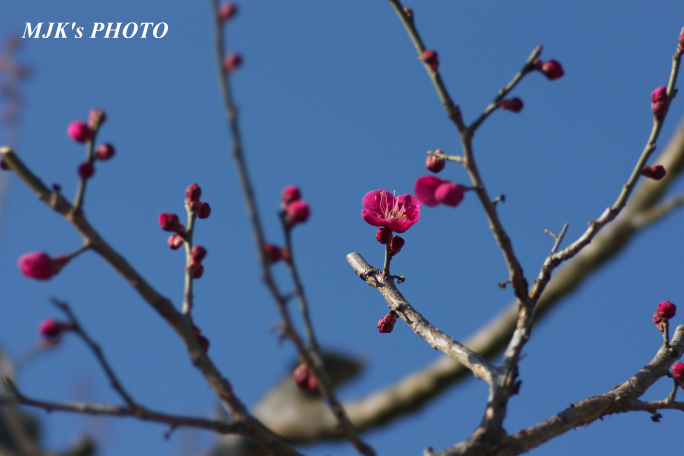 ume3920.jpg