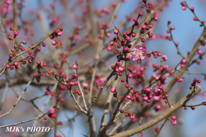 ume3921.jpg