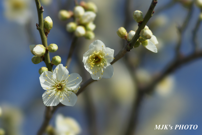ume3922.jpg