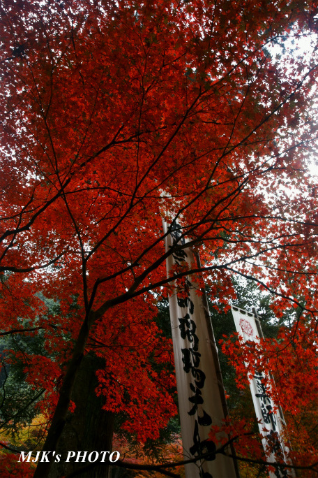 yokokura961.jpg